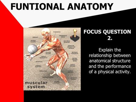 FUNTIONAL ANATOMY FOCUS QUESTION 2. Explain the relationship between anatomical structure and the performance of a physical activity.