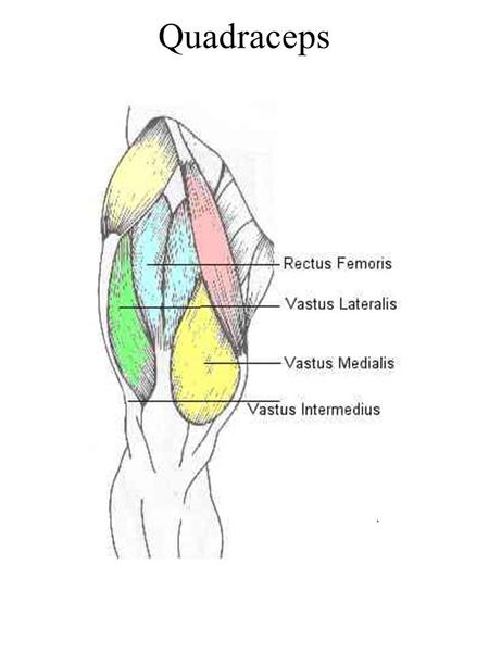 Quadraceps. Rectus FemorisVastus Intermedialis Vasuts LateralisVastus Medialis.