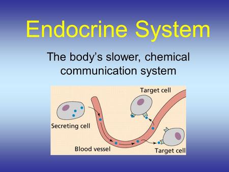 Endocrine System The body’s slower, chemical communication system.