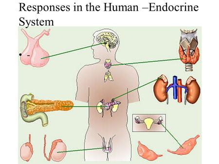 - Responses in the Human –Endocrine System.  Define the term: hormone.  Outline what the Endocrine System is  Compare action, distinguishing between.