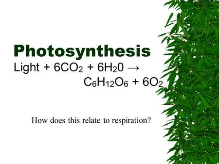 Photosynthesis Light + 6CO 2 + 6H 2 0 → C 6 H 12 O 6 + 6O 2 How does this relate to respiration?