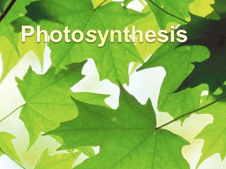 Fig. 10-3a 5 µm Mesophyll cell Stomata CO 2 O2O2 Chloroplast Mesophyll Vein Leaf cross section.