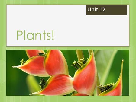 Unit 12 Plants!.