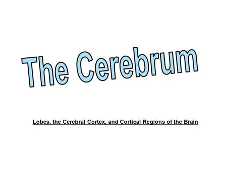 Lobes, the Cerebral Cortex, and Cortical Regions of the Brain.