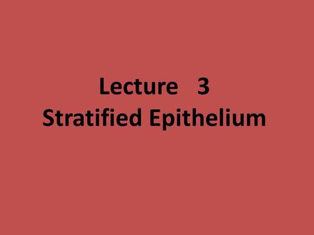 Lecture 3 Stratified Epithelium. 2 SQUAMOUSCUBOIDALCOLUMNARTRANSITIONAL COMPOUND EPITHELIA Stratified columnar epithelia are rare; they are sometimes.