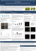 Cell migration assays illustrated an increased migratory capacity of HepG2 OCLN cells in comparison to control. The migratory capacity of both HepG2 naïve.