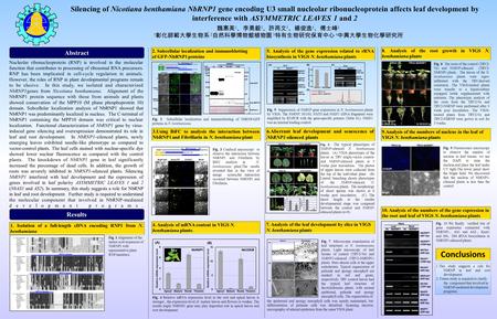 Silencing of Nicotiana benthamiana NbRNP1 gene encoding U3 small nucleolar ribonucleoprotein affects leaf development by interference with ASYMMETRIC LEAVES.