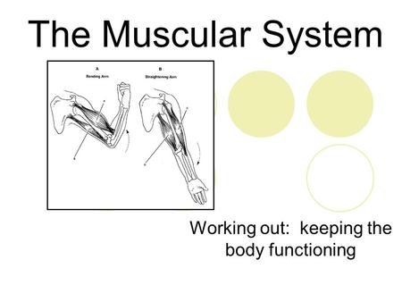 The Muscular System Working out: keeping the body functioning.