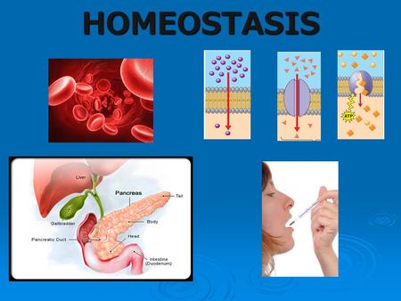 HOMEOSTASIS. Discussion Questions 1. What is homeostasis? 2. What does a living thing need to perform homeostasis? 3. What are some examples of things.