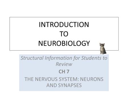 INTRODUCTION TO NEUROBIOLOGY Structural Information for Students to Review CH 7 THE NERVOUS SYSTEM: NEURONS AND SYNAPSES.