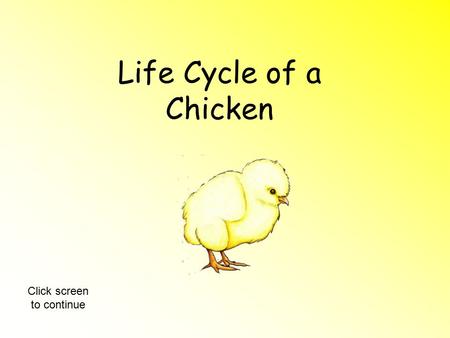 Life Cycle of a Chicken Click screen to continue.