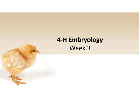 4-H Embryology Week 3. 4-H Pledge I pledge my Head to clearer thinking my Heart to greater loyalty my Hands to larger service and my Health to better.