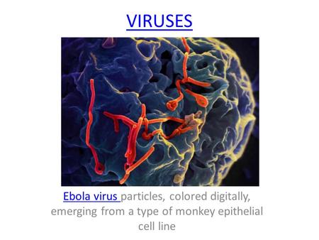 VIRUSES Ebola virus Ebola virus particles, colored digitally, emerging from a type of monkey epithelial cell line.