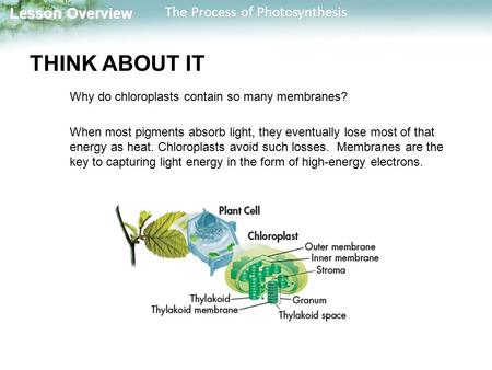 Lesson Overview Lesson Overview The Process of Photosynthesis THINK ABOUT IT Why do chloroplasts contain so many membranes? When most pigments absorb light,