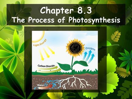 The Process of Photosynthesis