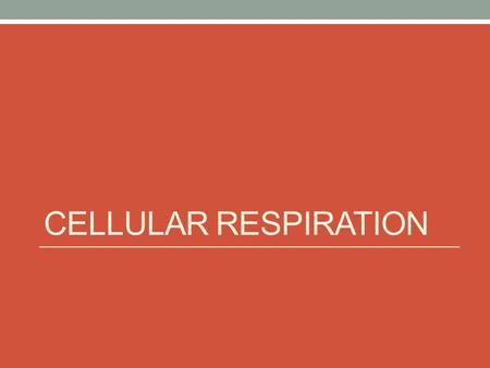 CELLULAR RESPIRATION. Review Photosynthesis Autotrophs convert light energy into chemical energy CO 2 + H 2 O + light energy  C 6 H 12 O 6 + O 2.