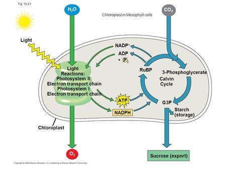 Fig. 10-21 Light Reactions: Photosystem II Electron transport chain Photosystem I Electron transport chain CO 2 NADP + ADP P i + RuBP 3-Phosphoglycerate.