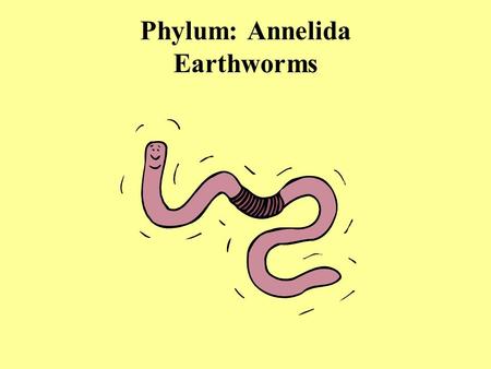 Phylum: Annelida Earthworms