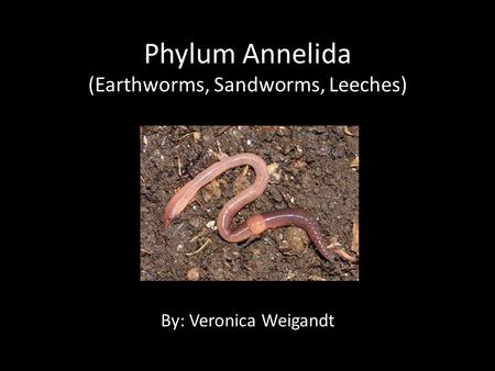 Phylum Annelida (Earthworms, Sandworms, Leeches) By: Veronica Weigandt.