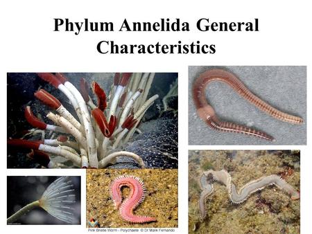 Phylum Annelida General Characteristics. Bizarre gills!!!