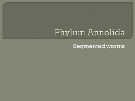 Segmented worms.  Phylum Annelida is composed of segmented worms.  Worms having a body divided into many sections.  The name Annelida actually means.