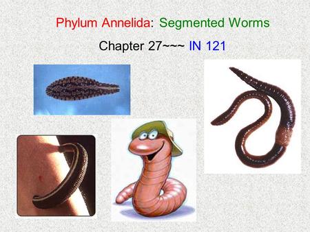 Phylum Annelida: Segmented Worms