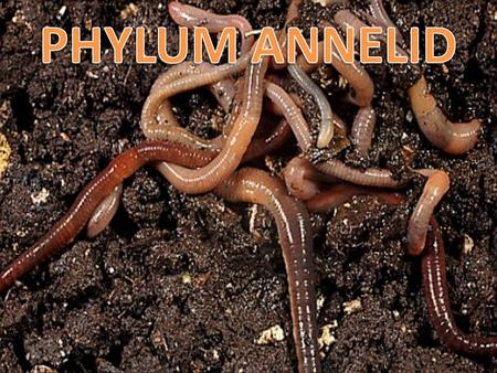 Annelid Kingdom: Animalia Phylum: Annelida Annelid means “little rings”