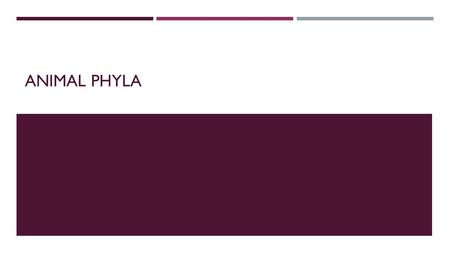 ANIMAL PHYLA. ANIMALS  Eukaryotic  Multicellular  No cell wall  No chloroplasts  Lysosomes, centrioles  Heterotrophic.