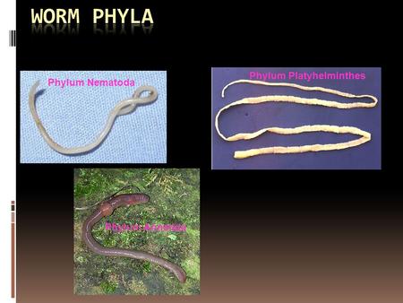 Phylum Nematoda Phylum Platyhelminthes Phylum Annelida.