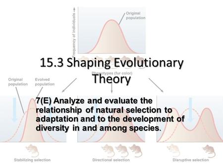 15.3 Shaping Evolutionary Theory 7(E) Analyze and evaluate the relationship of natural selection to adaptation and to the development of diversity in and.