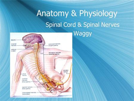 Anatomy & Physiology Spinal Cord & Spinal Nerves Waggy Spinal Cord & Spinal Nerves Waggy.