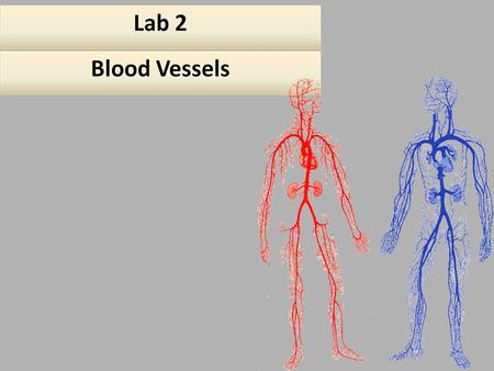 Artery and Vein. Artery and Vein Vessel Man.