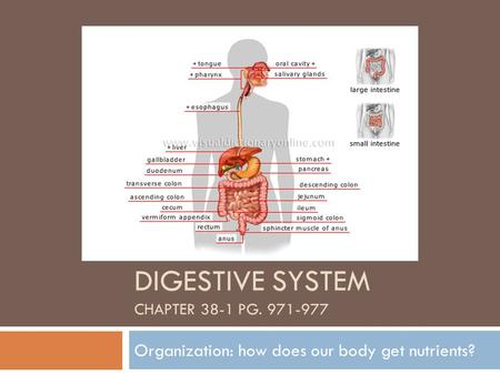 DIGESTIVE SYSTEM CHAPTER 38-1 PG. 971-977 Organization: how does our body get nutrients?