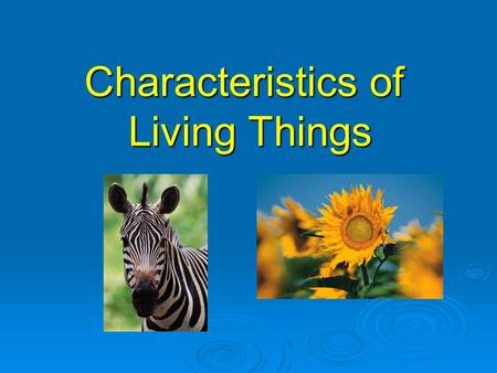 Characteristics of Living Things. What is an organism?  An organism is any living thing.