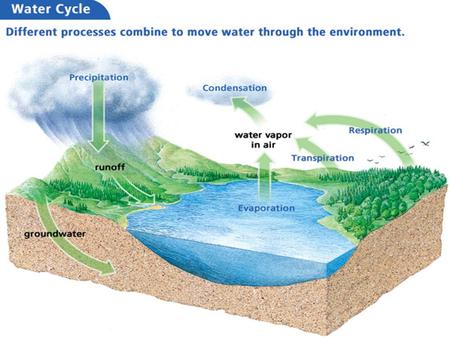 Before, you learned Matter cycles continuously through an ecosystem Living things are part of the water, carbon, and nitrogen cycles Now, you will.