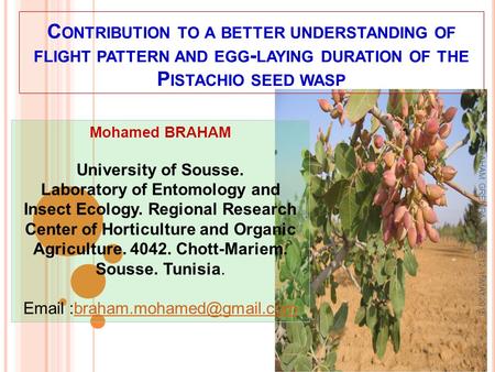 C ONTRIBUTION TO A BETTER UNDERSTANDING OF FLIGHT PATTERN AND EGG - LAYING DURATION OF THE P ISTACHIO SEED WASP Mohamed BRAHAM University of Sousse. Laboratory.