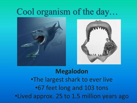 Cool organism of the day… Megalodon The largest shark to ever live 67 feet long and 103 tons Lived approx. 25 to 1.5 million years ago.