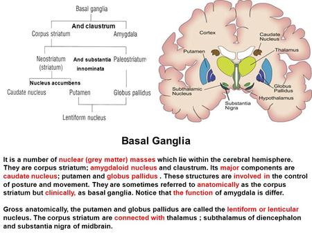 And claustrum And substantia innominata Nucleus accumbens