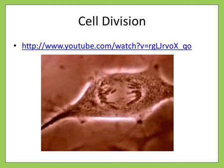 Cell Division