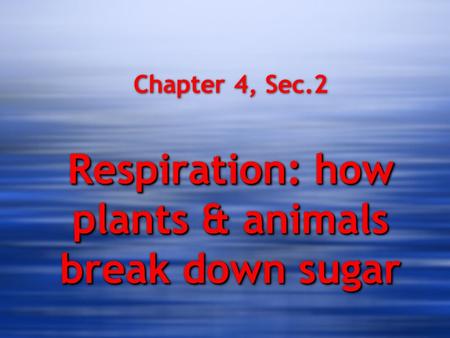 Respiration: how plants & animals break down sugar Chapter 4, Sec.2 Respiration: how plants & animals break down sugar.