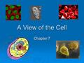 A View of the Cell Chapter 7. The discovery of the cell  Scientists believed curses and spirits caused illness  Leeuwenhoek invented first simple microscope.