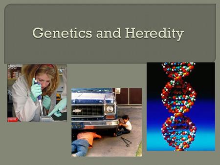  Genetics is the overall study of genes and heredity. Kind of like how Biology is the study of living things.