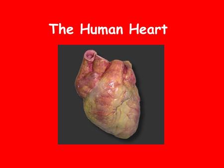 The Human Heart. Location In the thoracic cavity, specifically the mediastinum. It's tipped slightly so that a part of it sticks out and taps against.