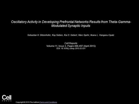 Oscillatory Activity in Developing Prefrontal Networks Results from Theta-Gamma- Modulated Synaptic Inputs Sebastian H. Bitzenhofer, Kay Sieben, Kai D.