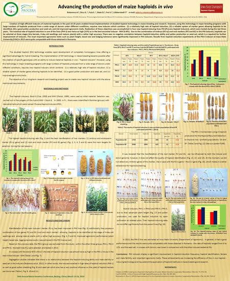 Advancing the production of maize haploids in vivo RESULTS AND DISCUSSION Manifestation of the main inducers’ marker, R1-nj, has been improved in PHI lines.