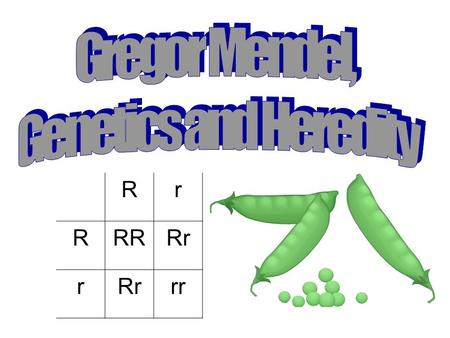 Rr RRRRr r rr. Heredity Passing on of characteristics from parent to offspring Genetics The scientific study of heredity.