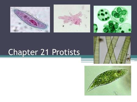 Chapter 21 Protists. What are protists? Eukaryotes that are not members of the plant, animal or fungi kingdoms They were the first eukaryotes (nucleus).