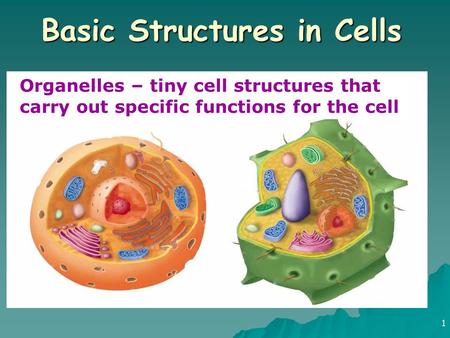 1 Basic Structures in Cells Organelles – tiny cell structures that carry out specific functions for the cell.