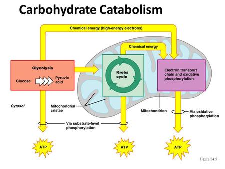 Carbohydrate Catabolism