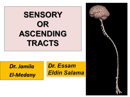 SENSORY OR ASCENDING TRACTS